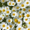 1000 German Chamomile Seeds - Matricaria Recutita Flower Herb Seeds - Image 1