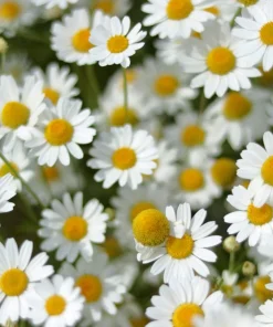 1000 German Chamomile Seeds - Matricaria Recutita Flower Herb Seeds - Image 1