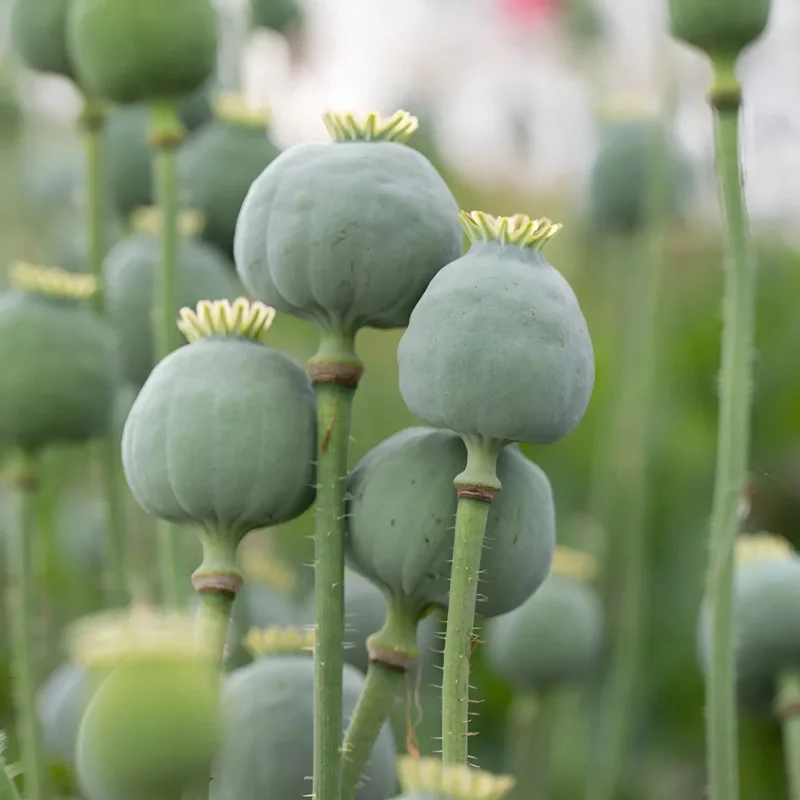 1000 Giant Rattle Poppy Seeds - Papaver Somniferum - Massive Heads & Huge Blooms - Image 2