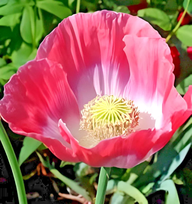 1000 Giant Rattle Poppy Seeds - Papaver Somniferum - Massive Heads & Huge Blooms - Image 3