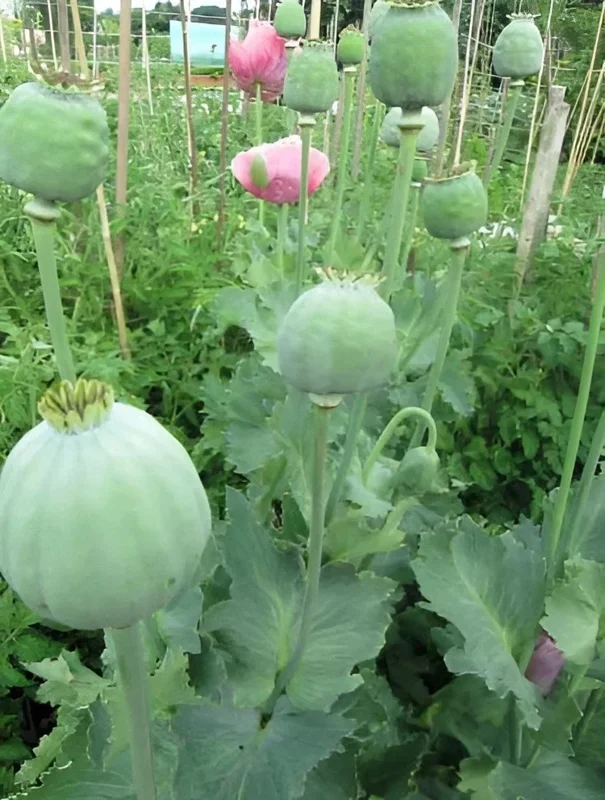 1000 Giant Rattle Poppy Seeds - Papaver Somniferum - Massive Heads & Huge Blooms - Image 4