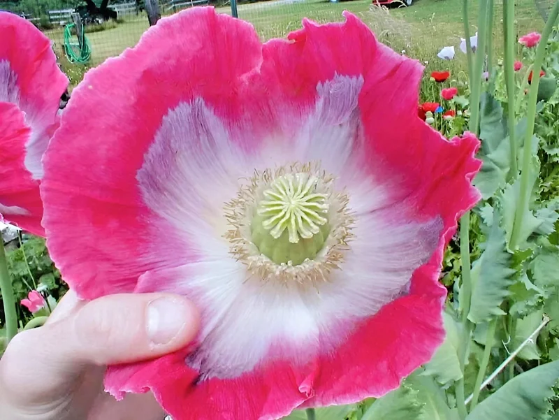 1000 Giant Rattle Poppy Seeds - Papaver Somniferum - Massive Heads & Huge Blooms - Image 5