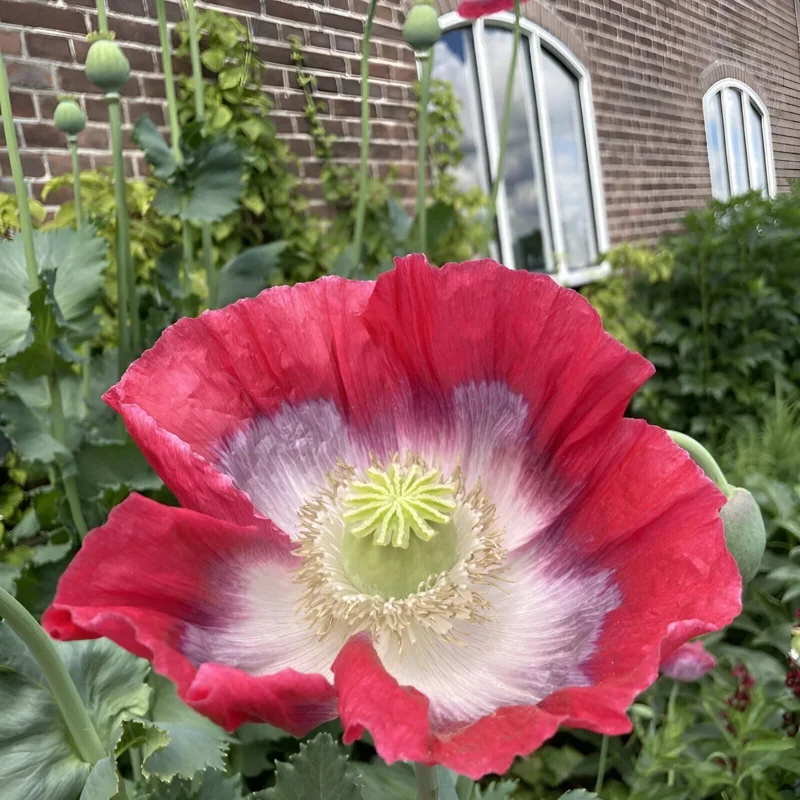 1000 Giant Rattle Poppy Seeds - Papaver Somniferum - Massive Heads & Huge Blooms - Image 6