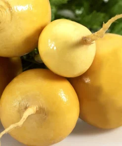 1000 Golden Ball Turnip Heirloom Yellow Vegetable Seeds - Brassica Rapa - Image 10