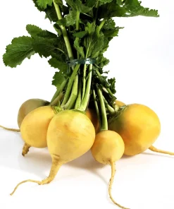 1000 Golden Ball Turnip Heirloom Yellow Vegetable Seeds - Brassica Rapa - Image 11