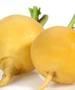 1000 Golden Ball Turnip Heirloom Yellow Vegetable Seeds - Brassica Rapa - Image 2