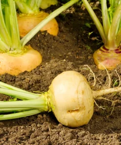 1000 Golden Ball Turnip Heirloom Yellow Vegetable Seeds - Brassica Rapa - Image 4