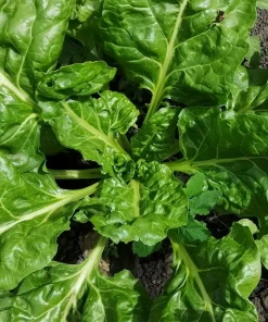 1000 Golden Ball Turnip Heirloom Yellow Vegetable Seeds - Brassica Rapa - Image 5