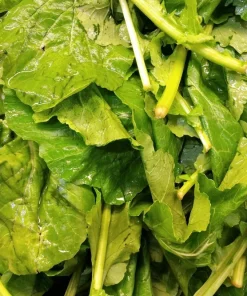 1000 Golden Ball Turnip Heirloom Yellow Vegetable Seeds - Brassica Rapa - Image 6