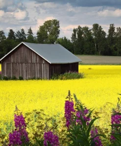 1000 Golden Ball Turnip Heirloom Yellow Vegetable Seeds - Brassica Rapa - Image 9