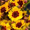 1000 Golden Wave Coreopsis (Goldenmane Tickseed) Flower Seeds - Image 1