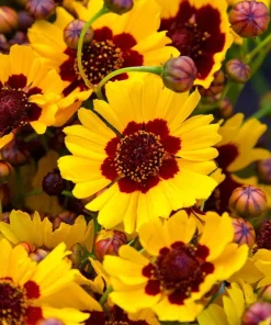 1000 Golden Wave Coreopsis (Goldenmane Tickseed) Flower Seeds - Image 1