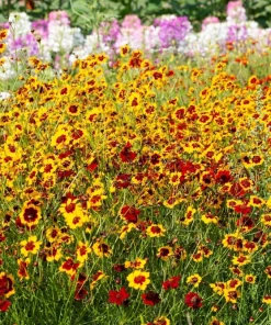 1000 Golden Wave Coreopsis (Goldenmane Tickseed) Flower Seeds - Image 2