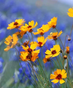 1000 Golden Wave Coreopsis (Goldenmane Tickseed) Flower Seeds - Image 3