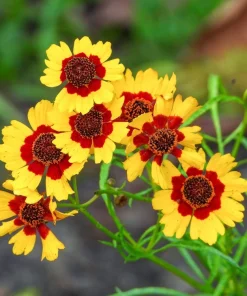 1000 Golden Wave Coreopsis (Goldenmane Tickseed) Flower Seeds - Image 4