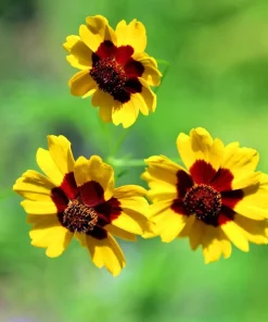 1000 Golden Wave Coreopsis (Goldenmane Tickseed) Flower Seeds - Image 5