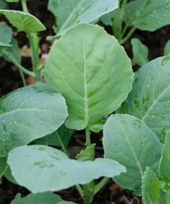 1000 Hanover Salad Kale Seeds - Smooth Siberian Brassica Napus Vegetable Seeds - Image 2