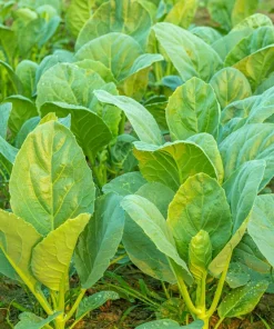 1000 Hanover Salad Kale Seeds - Smooth Siberian Brassica Napus Vegetable Seeds - Image 3