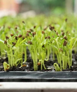1000 Hanover Salad Kale Seeds - Smooth Siberian Brassica Napus Vegetable Seeds - Image 4