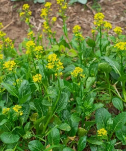 1000 Hanover Salad Kale Seeds - Smooth Siberian Brassica Napus Vegetable Seeds - Image 5
