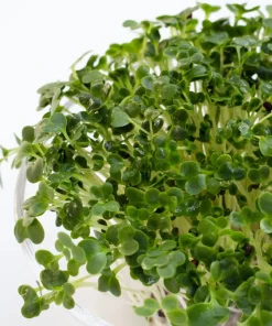 1000 Hanover Salad Kale Seeds - Smooth Siberian Brassica Napus Vegetable Seeds - Image 6