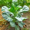 1000 Hanover Salad Kale Seeds - Smooth Siberian Brassica Napus Vegetable Seeds - Image 1
