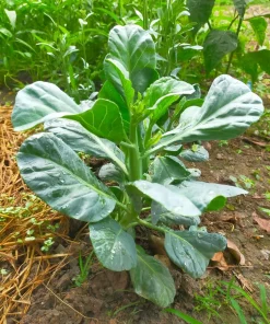 1000 Hanover Salad Kale Seeds - Smooth Siberian Brassica Napus Vegetable Seeds - Image 1