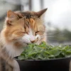 1000 Heirloom Catnip Seeds - Nepeta Cataria Herb Flower Seeds, Outdoor - Image 1