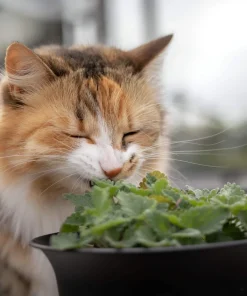 1000 Heirloom Catnip Seeds - Nepeta Cataria Herb Flower Seeds, Outdoor - Image 1
