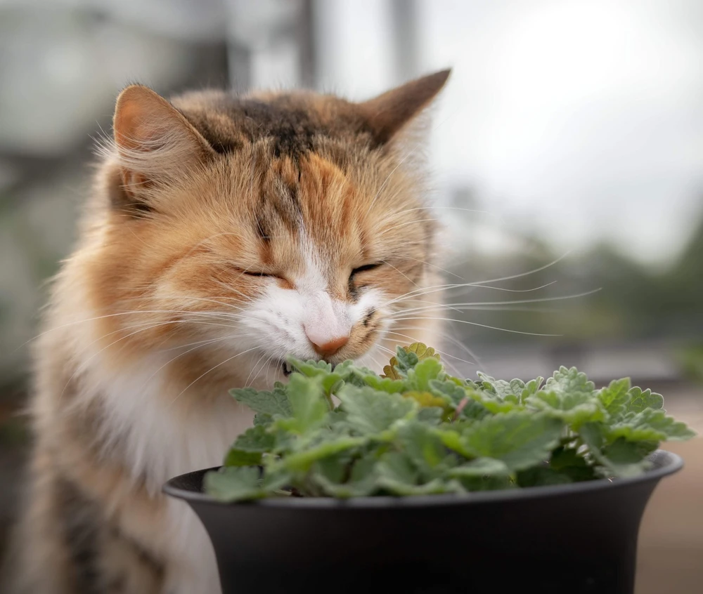1000 Heirloom Catnip Seeds - Nepeta Cataria Herb Flower Seeds, Outdoor - Image 1