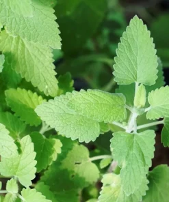 1000 Heirloom Catnip Seeds - Nepeta Cataria Herb Flower Seeds, Outdoor - Image 10