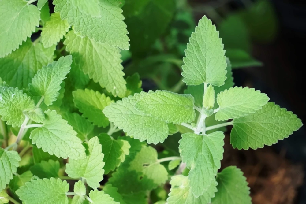 1000 Heirloom Catnip Seeds - Nepeta Cataria Herb Flower Seeds, Outdoor - Image 10