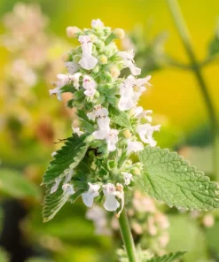 1000 Heirloom Catnip Seeds - Nepeta Cataria Herb Flower Seeds, Outdoor - Image 11