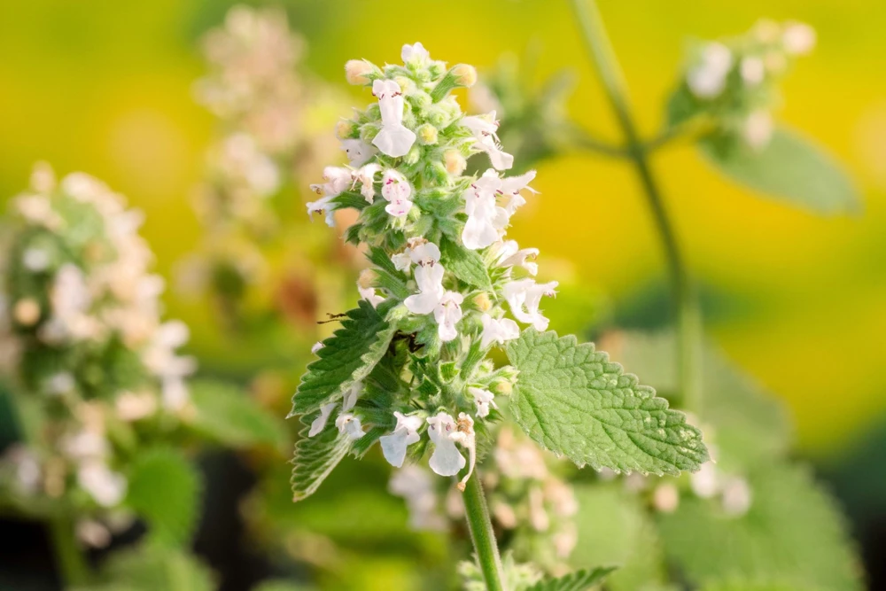 1000 Heirloom Catnip Seeds - Nepeta Cataria Herb Flower Seeds, Outdoor - Image 11