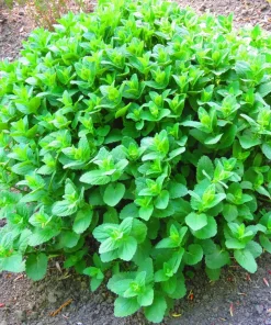 1000 Heirloom Catnip Seeds - Nepeta Cataria Herb Flower Seeds, Outdoor - Image 2