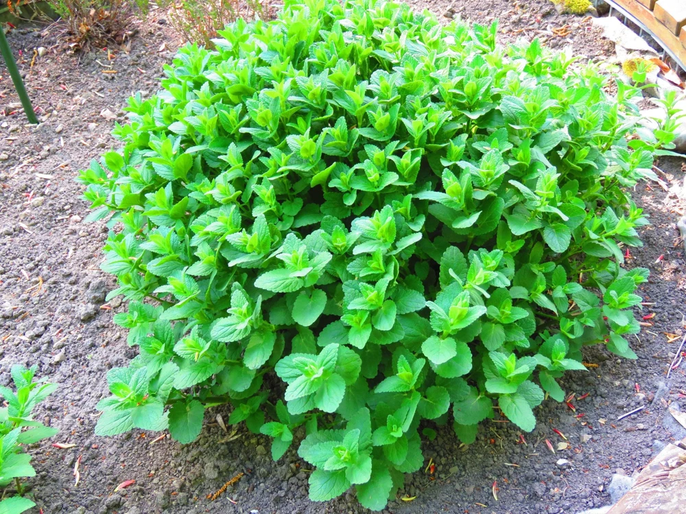 1000 Heirloom Catnip Seeds - Nepeta Cataria Herb Flower Seeds, Outdoor - Image 2