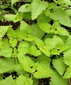 1000 Heirloom Catnip Seeds - Nepeta Cataria Herb Flower Seeds, Outdoor - Image 3