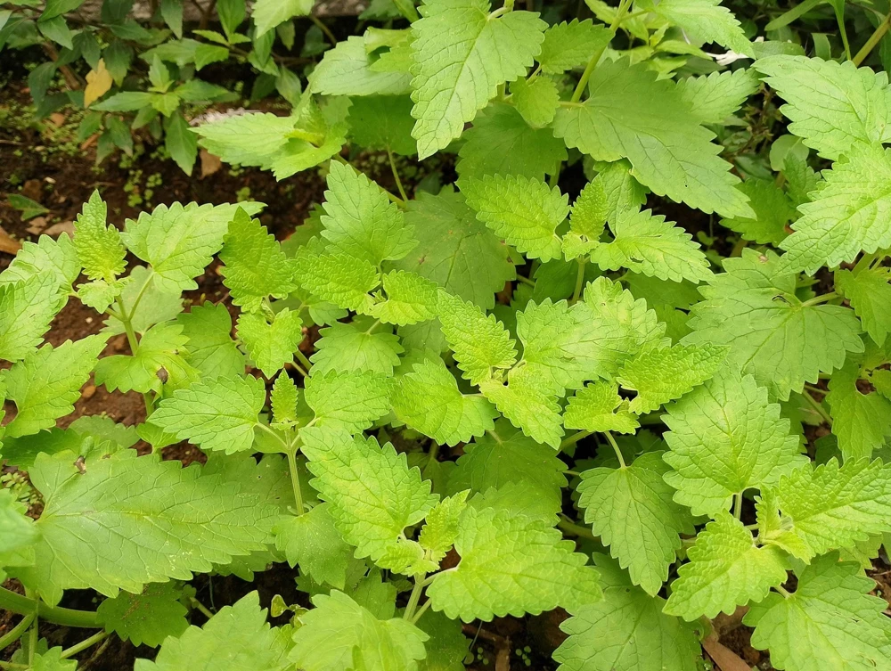 1000 Heirloom Catnip Seeds - Nepeta Cataria Herb Flower Seeds, Outdoor - Image 3