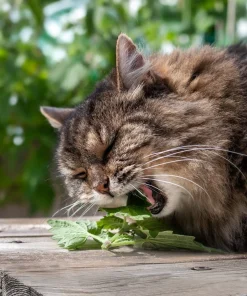 1000 Heirloom Catnip Seeds - Nepeta Cataria Herb Flower Seeds, Outdoor - Image 4