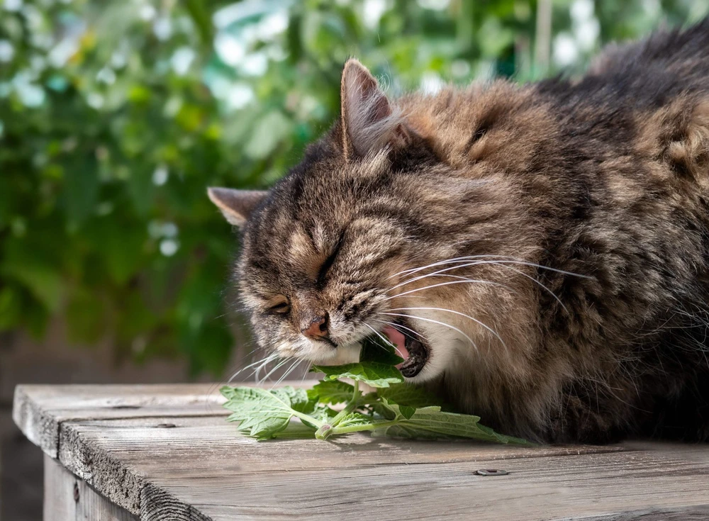 1000 Heirloom Catnip Seeds - Nepeta Cataria Herb Flower Seeds, Outdoor - Image 4
