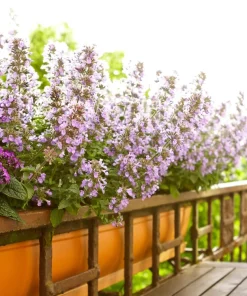 1000 Heirloom Catnip Seeds - Nepeta Cataria Herb Flower Seeds, Outdoor - Image 5