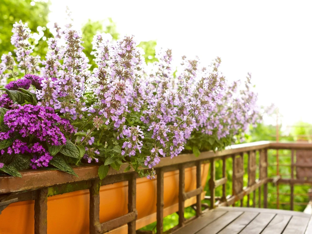 1000 Heirloom Catnip Seeds - Nepeta Cataria Herb Flower Seeds, Outdoor - Image 5