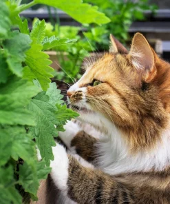 1000 Heirloom Catnip Seeds - Nepeta Cataria Herb Flower Seeds, Outdoor - Image 7