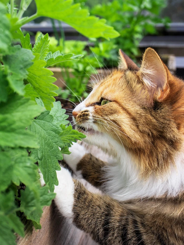 1000 Heirloom Catnip Seeds - Nepeta Cataria Herb Flower Seeds, Outdoor - Image 7