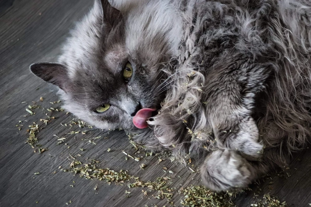 1000 Heirloom Catnip Seeds - Nepeta Cataria Herb Flower Seeds, Outdoor - Image 8