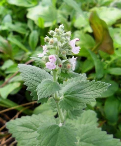 1000 Heirloom Catnip Seeds - Nepeta Cataria Herb Flower Seeds, Outdoor - Image 9