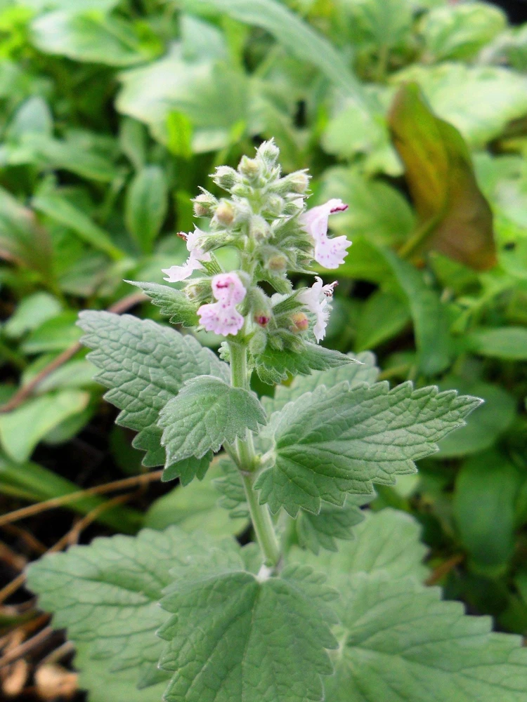 1000 Heirloom Catnip Seeds - Nepeta Cataria Herb Flower Seeds, Outdoor - Image 9