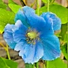 1000 Himalayan Blue Poppy Seeds - Meconopsis Perennial Flowering Home Garden - Image 1