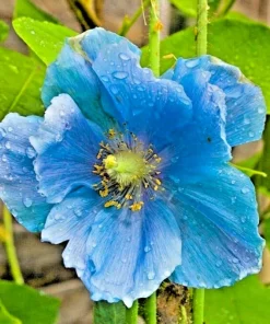 1000 Himalayan Blue Poppy Seeds - Meconopsis Perennial Flowering Home Garden - Image 1