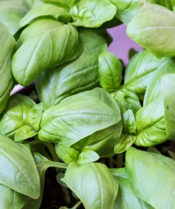 1000 Italian Large Leaf Basil Seeds - Ocimum Basilicum Herb - Image 2